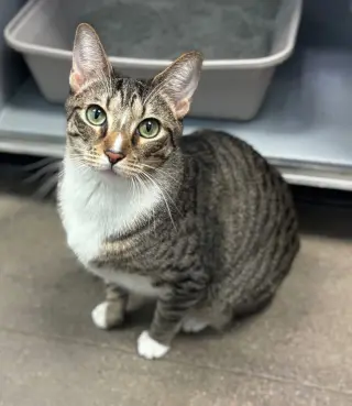 Pebbles