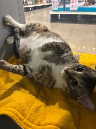 Pebbles