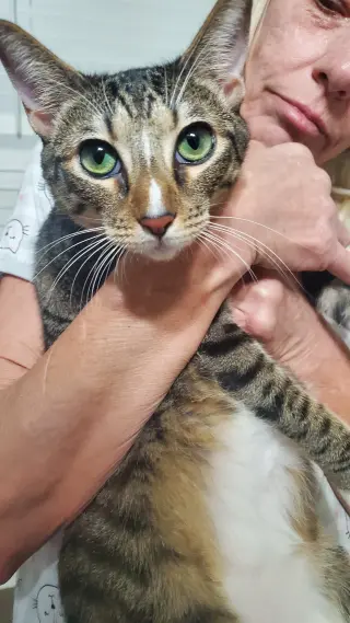 Pebbles
