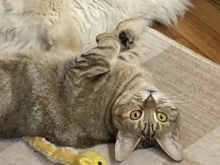 Raisinette