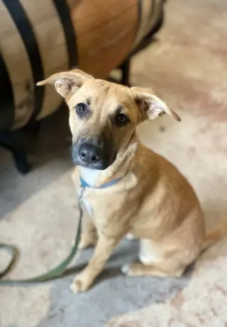 Lulu