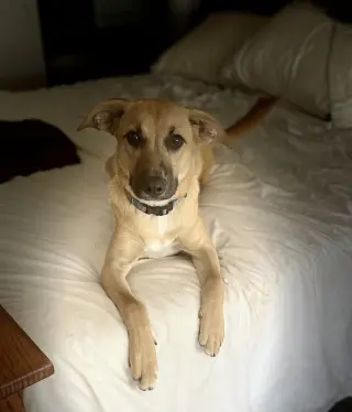 Lulu