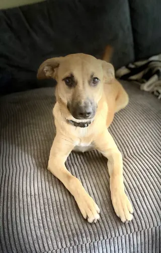 Lulu