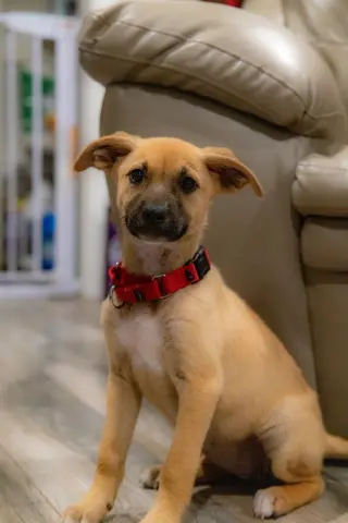 Lulu