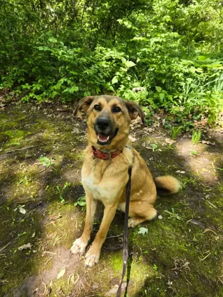 Tooger - Longest Canine Resident