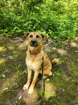 Tooger - Longest Canine Resident