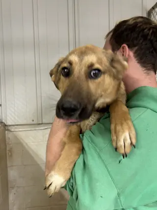 Tooger - Longest Canine Resident