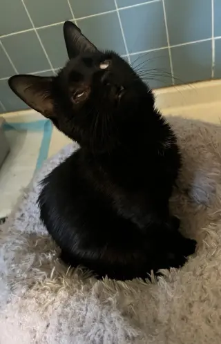 Ichabod