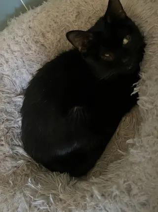 Ichabod