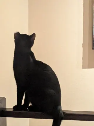 Fiddle