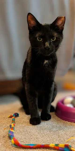 Fiddle