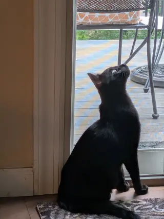 Fiddle