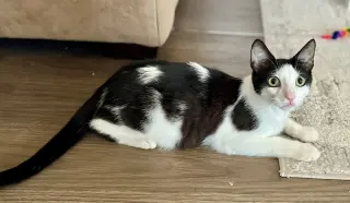 Bowie