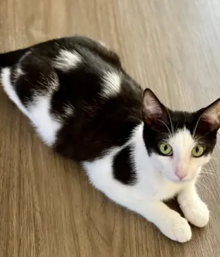 Bowie