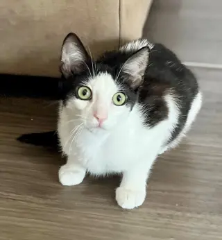 Bowie