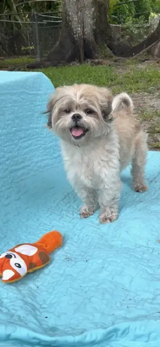 Bear