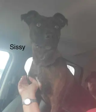 Sissy