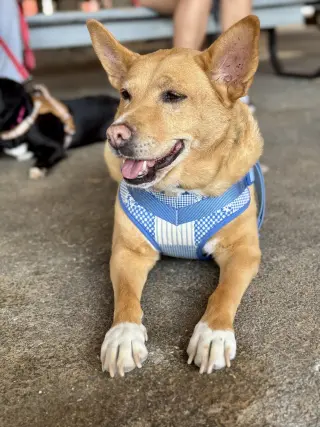 Lola  (ae)