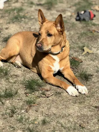 Lola  (ae)