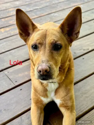 Lola  (ae)