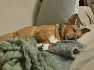 Lola  (ae)