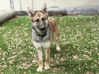 Foxxy