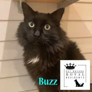 Buzz *IN FOSTER*