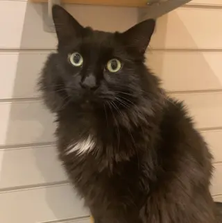 Buzz *IN FOSTER*