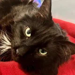 Buzz *IN FOSTER*
