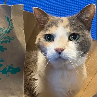 Kitty Kiki [Permanent Foster]