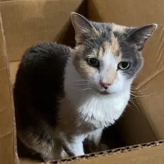 Kitty Kiki [Permanent Foster]