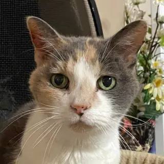 Kitty Kiki [Permanent Foster]