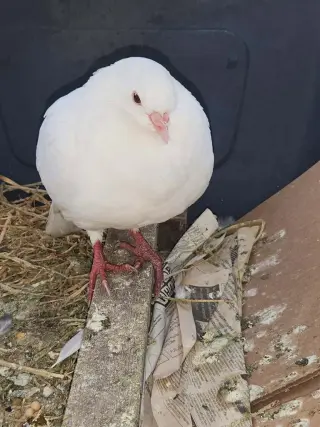 Tunie