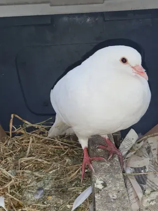Tunie