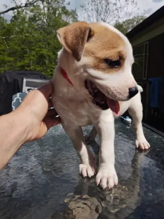 Maxwell (1yo,50lbs)