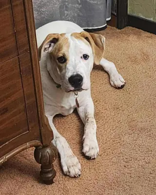 Maxwell (1yo,50lbs)