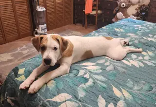 Maxwell (1yo,50lbs)