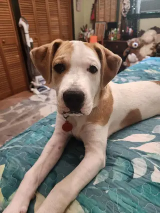 Maxwell (1yo,50lbs)