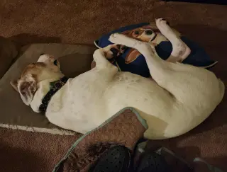 Maxwell (1yo,50lbs)