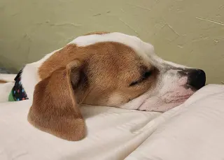 Maxwell (1yo,50lbs)