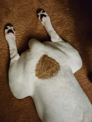 Maxwell (1yo,50lbs)