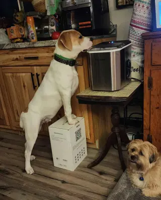 Maxwell (1yo,50lbs)