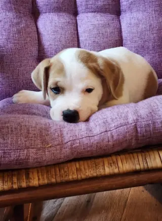 Maxwell (1yo,50lbs)