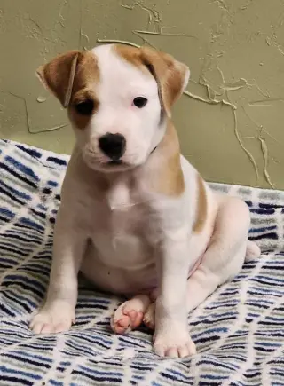 Maxwell (1yo,50lbs)
