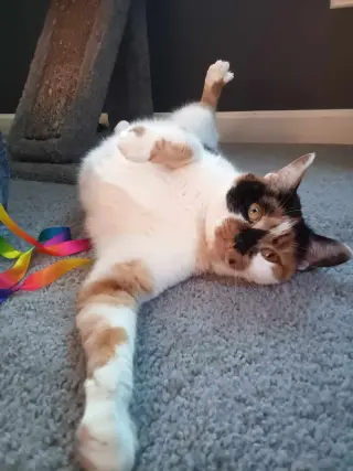 Quinn