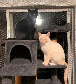 Miesha (& Lucky)