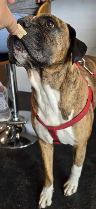 Bruno VII