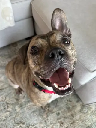Willy