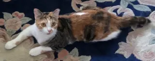 Opal - Petsmart Plantation Foster Home