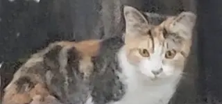 Opal - Petsmart Plantation Foster Home